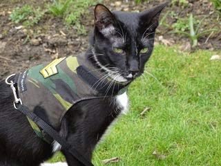 Яке Mynwood Cat /Сержант Системата на Зеления Бойното Котенке преди 8 месеца