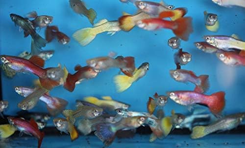 Семейство (25) необичайни тропически рибки гупи за аквариумного езерце или аквариум