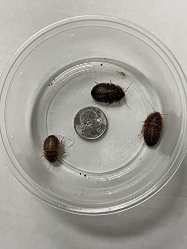 Среща с влечуги Dubia Roach - Големи хлебарки за хранене в размер от 200 лица
