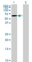 H00004836-B01 - мишка поликлональные антитела срещу NMT1 - Всяко (50 мл)